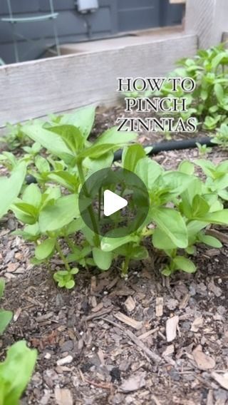 Kelly Radcliff / Lazy Girl’s Garden Club/ Zinnia Lover on Instagram: "Zinnia pinching tips👇🏻🌱 Read until the end because it might surprise you.😱

Want more blooms on your zinnias? Here’s my lazy girl tip: when your zinnias have 4 true sets of leaves, pinch (or cut) off the top set right down to the top of the remaining 3rd set. 🌱✨

Yes it’s scary , and yes you can cut off a bud, but I promise it’s worth it!

👩‍🌾Some gardeners swear by pinching, while others say it’s optional. 

😉For me, it’s all about personal preference. I rarely pinch my zinnias because I pack them in close, and they still grow huge and beautiful! 💚🌼 But in bare spots I will pinch! 

My first year I did not pinch mine because I didn’t know I should… and they were still gorgeous. 

I think the secret is that onc My First Year, Lazy Girl, Garden Club, Girl Tips, Yard Ideas, I Promise, Worth It, First Year, Cut Off