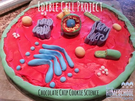 Looking for a delicious way to identify the parts of a cell? You'll love this Edible Cell Project made with chocolate chip cookie dough, icing, and fondant! Edible Animal Cell, Borax Crystal Ornaments, Cookie Science, 3d Plant Cell, Edible Cell Project, Plant Cell Project, Edible Cell, Cell Model Project, Edible Stem