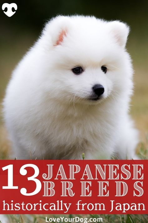 Asian Dog Breeds, Asian Dogs, Japanese Dog Breeds, Loyal Dog Breeds, Yummy Sushi, Japanese Dog, Protective Dogs, Japanese Akita, Cherry Blossom Trees