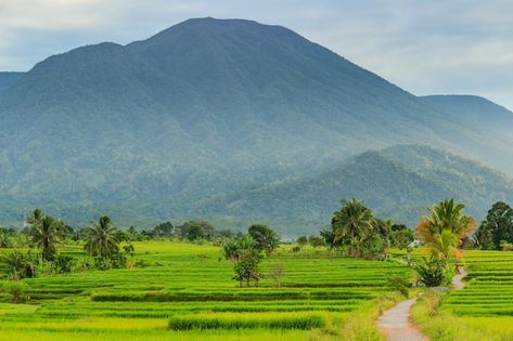 Rice Fields, Morning View, Fotografi Alam Semula Jadi, Small Village, Alam Semula Jadi, Beautiful Mountains, The Hills, Premium Photo, Philippines