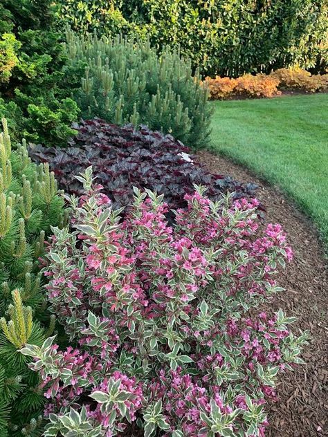 A GUIDE TO NORTHEASTERN GARDENING: Feature Blooming Shrub: Dwarf Weigela Weigelia Shrub, Weigelia Bush, Weigela Bush Landscaping, Weigla Bush, Spilled Wine Weigela, Weigela Shrub, Red Shrubs, Weigela Bush, Shrub Garden