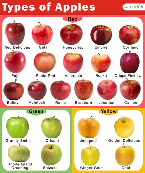 24 of the Most Popular Types of Apples Types Of Apples And Uses, Different Apple Types, Apple Varieties Charts, Types Of Fruits Chart, Different Types Of Apples, Types Of Apples Chart, Apple Chart, Types Of Apples, Best Apples For Baking