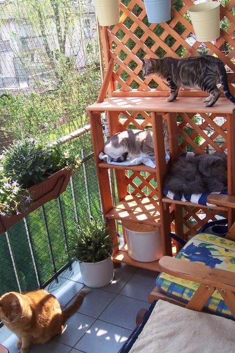 Terasse Ideas, Cat Playground Outdoor, Cat Crate, Cat Patio, Outdoor Cat Enclosure, Living With Cats, Cat House Diy, Cat Proofing, Trendy Apartment