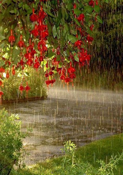 Fuschias in the rain from Debbie Black. Smell Of Rain, I Love Rain, Rainbow Rain, Spring Pictures, Love Rain, Spring Rain, Walking In The Rain, Singing In The Rain, Big Photo