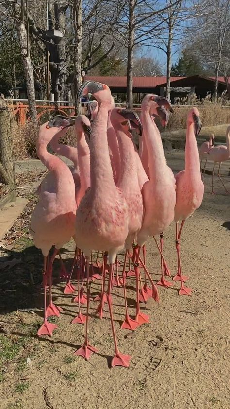 Memphis Zoo (@memphiszoo) • Instagram photos and videos Funny Birds, Cute Wild Animals, Animal Jokes, Animal Photo, Cute Little Animals, Pink Flamingos, Animal Memes, Cute Funny Animals, Animal Gifs