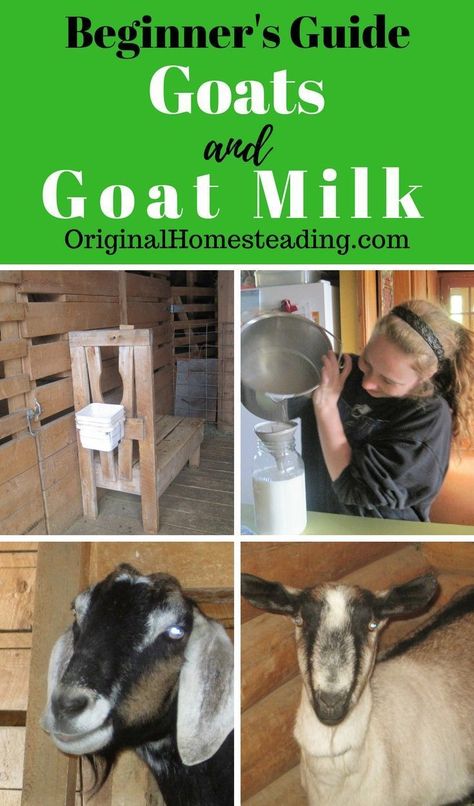 Best Goat Breeds For Milk, Owning Goats For Beginners, Dairy Goats For Beginners, Milk Goats For Beginners, Mineral Buffet For Goats, Goat Pen Ideas, Goats For Milk, Goat Keeping, Milking Goats