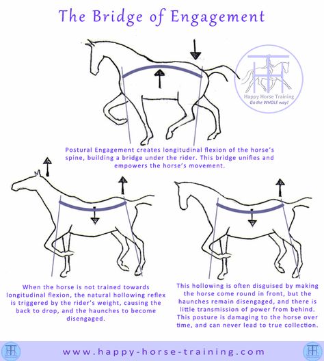 Horse Diagram, Horse Biomechanics, Riding Exercises, Horse Training Exercises, Horse Lessons, Horse Information, Dressage Training, Riding Tips, Horse Exercises