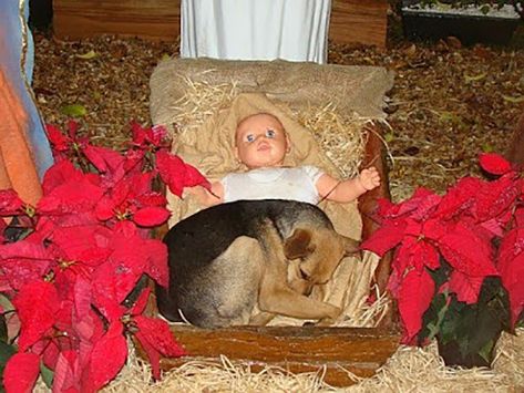 puppy-in-a-manger-3 Puppy Find, Homeless Dogs, Love My Dog, Baby Jesus, Nativity Scene, Mans Best Friend, I Love Dogs, To Sleep, Beautiful Creatures