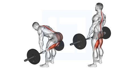 Deadlift Muscles Worked, Deadlift Benefits, Trap Bar Deadlift, Straight Leg Deadlift, Deadlift Form, Deadlift Variations, Hamstring Workout, Lower Back Muscles, Barbell Workout