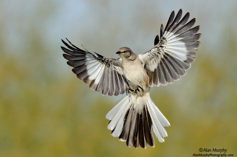 Northern-Mockingbird Northern Mockingbird Tattoo, Mockingbird Pictures, Mockingbird Photography, Mockingbird Painting, Mockingbird Flying, Mockingbird Drawing, Texas Mockingbird, Mockingbird Tattoo, Northern Mockingbird