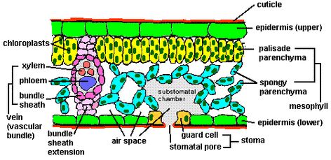 Cross Section Of A Leaf, Bio Diagrams, Leaf Diagram, Anatomy Of Flowering Plants, Leaf Anatomy, Ground Tissue, Nutrition In Plants, Biology Lesson Plans, Plant Anatomy