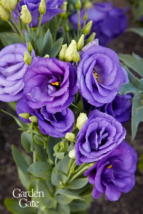 Lisianthus is a beautiful rose-like flower that makes beautiful bouquets - see our tips for growing success #Lisianthus #CutFlowerGarden #Bouquet #FlowerGarden  #GardenGateMagazine Flowers That Look Like Roses, Lisanthius Flowers, Perrenials For Shaded Areas, Devi Priya, Beauty And The Beast Flower, Lisianthus Bouquet, Seed Flowers, Lisianthus Flower, Purple Lisianthus