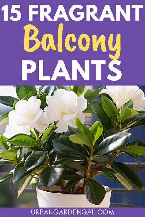 Indoor Plants Bedroom, Beautiful Balcony, Apartment Balcony Garden, Indoor Flowering Plants, Jasmine Plant, Balcony Flowers, Plant Care Houseplant, Balcony Plants, Spring Flowering Bulbs