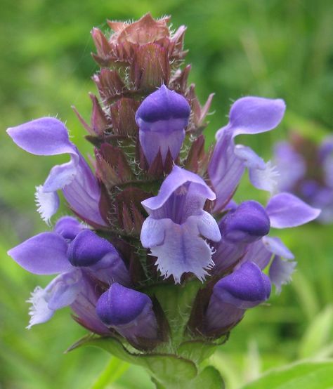 Prunella Vulgaris, Eye Medicine, Vision Therapy, Sense Of Sight, Eye Sight Improvement, Animal Study, Healthy Eyes, Starter Plants, Medicinal Herbs