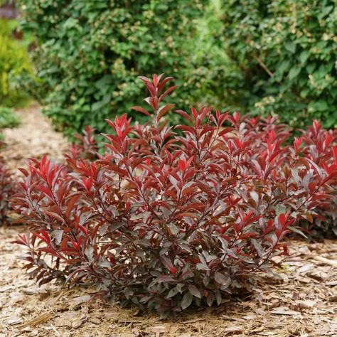 STAY CLASSY™ Purple Leaf Sand Cherry - Proven Winners ColorChoice Flowering Shrubs Purple Leaf Sand Cherry, Sand Cherry, Fast Growing Shrubs, Purple Foliage, Twig Dogwood, Tiny White Flowers, Foundation Planting, Border Plants, White Plants