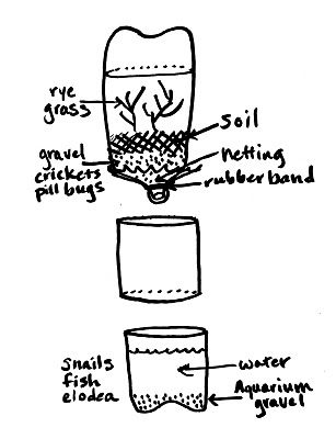 Here's what you'll need:  3 empty and clear 2-liter bottles  clear packing tape  aquarium gravel (or fine, rinsed pea gravel)  water  de-chlorinator (optional)  rubber band  4-inch square piece of netting  soil  mustard, rye or alfalfa seeds  fish, snails or other aquatic life  elodea or other aquarium plants  duck weed  crickets, pill bugs or earthworms  a couple dead leaves or small sticks Ecosystem In A Bottle, 4th Grade Science, 5th Grade Science, Summer Crafts For Kids, Science Fair Projects, Elementary Science, Homeschool Science, Science Fair, Environmental Science