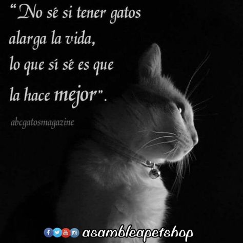 La vida es mejor con un amigo peludo.  Amor peludo🐾🐱🤗🐶🐾 • • • #seamosmasanimales • #adopcionanimal  #tenenciaresponsable #adoptaunmestizo… Spoiled Cats, Mr Cat, Image Cat, Most Beautiful Animals, Cat Quotes, Cat Person, Cat Playing, Crazy Cat Lady, Beautiful Cats