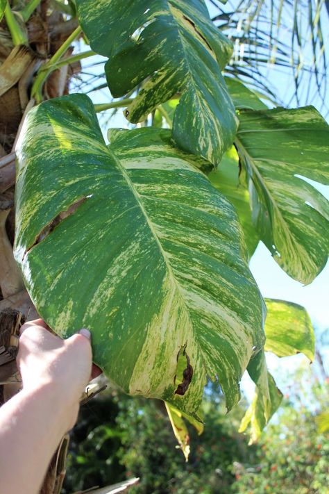 9 Pretty Pothos Plants That Are (Almost) Impossible to Kill | A cultivar of Golden Pothos, this fast-growing variegated pothos is flecked with yellow speckles. The Hawaiian pothos will thrive in bright, indirect light. In the right conditions, the leaves of this plant can grow to be more than a foot long, inspiring some to refer to this unofficially as the "giant Hawaiian pothos." #gardening #gardenideas #realsimple #houseplant #besthouseplant Giant Pothos, Hawaiian Pothos, Golden Pothos Care, Variegated Pothos, Pothos Varieties, Pothos Plant Care, Pothos Plants, Hawaiian Plants, Marble Queen Pothos