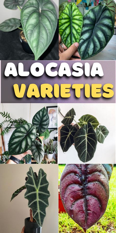 Alocasia Varieties Types Of Alocasia Plant, Alocasia Plant Varieties, Alocasia Ninja, Alocasia Watsoniana, Alocasia Sarian, Jewel Alocasia, Alocasia Varieties, Alocasia Baginda, Alocasia Odora