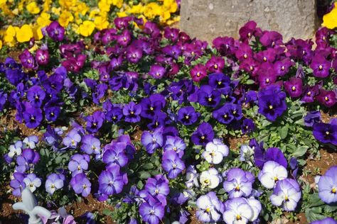 What Are Winter Pansies? — How to Grow Them (with Success) Pansies In Pots, Winter Pansies, Black Mondo Grass, Ornamental Kale, Zone 7, Zone 9, Liquid Fertilizer, Fall Plants, Large Plants