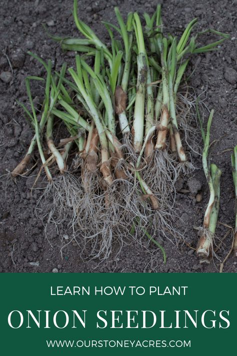 Planting Onions Using Seedlings - Our Stoney Acres Planting Onions Bulbs, Onion Seedlings, Storing Onions, Growing Onions, Onion Bulbs, Planting Onions, Vegetable Garden Tips, Planting Guide, Berry Plants