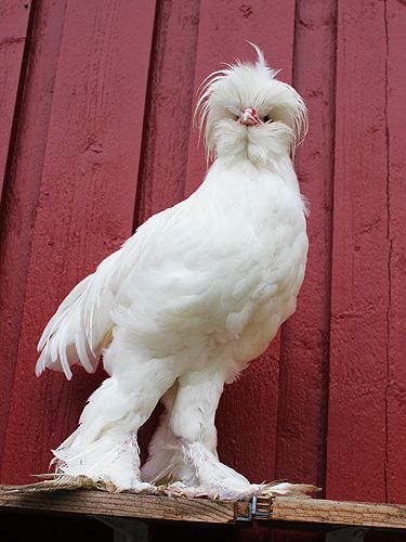 Sultan Sultan Chicken, Chicken Pics, Bantam Chickens, Beautiful Chickens, Chicken Coop Designs, Chickens And Roosters, Extinct Animals, Rare Animals, Chicken Breeds