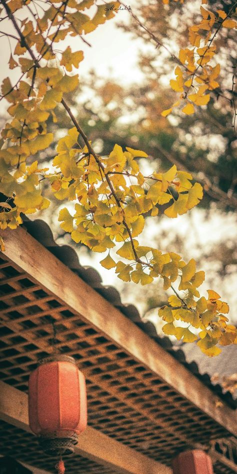 Gingko Wallpaper, Autumn Phone Wallpaper, Plants Photography, Ginkgo Tree, Fall Mood Board, Plant Photography, Ginkgo Biloba, Traditional Living, Mid Autumn