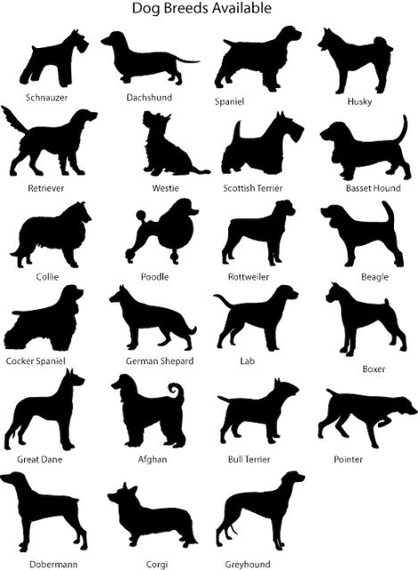 lots of dog breeds The Girlfriends, Dog Breed, Art Book, Dog Art, Make Me Happy, Dog Breeds, Book Art, Pinterest Likes, Dogs