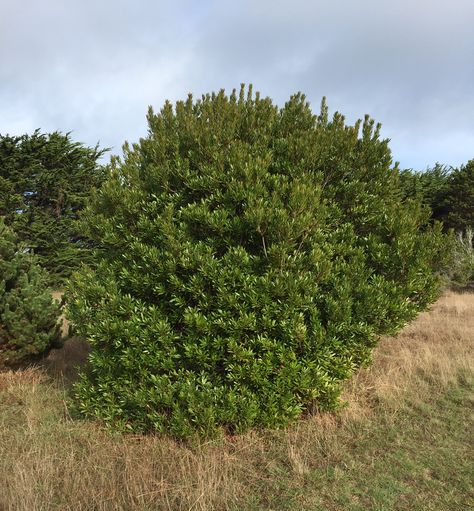 Pacific Was Myrtle (Myrica californica) makes a great screening plant and the berries are loved by warblers. Pacific wax myrtle is another shrub to use in your middle layer as a screen. This 10 ft evergreen can also be trained as a small 30 ft tree. It’s one of the best looking native plants for the garden with aromatic glossy dark green leaves. Clusters of tiny berries are a favorite food source for several species of birds, especially warblers. By Jan Nelson 3-19-21 Wax Myrtle Hedge, Wax Myrtle Tree Privacy Hedge, Pacific Wax Myrtle Hedge, Pacific Wax Myrtle, Witch Hazel Plant Shrub, Crepe Myrtle Tuscarora, Hedges Landscaping, Bird Species, Hedges