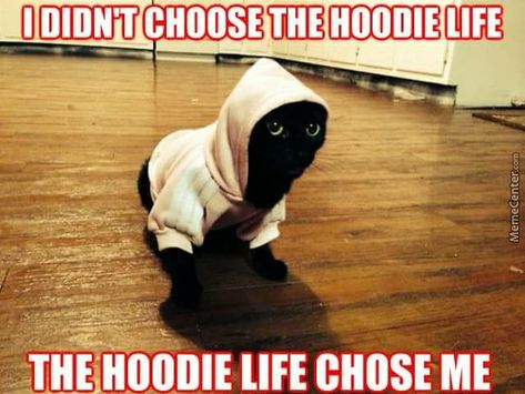 Hoodie meme Cat In Hoodie, Cake Day, Thug Life, Black Cats, My Cat, Animal Memes, Funny Photos, Trending Memes, Cats And Kittens