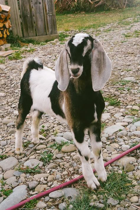 Nubian dairy goats Animals Wallpaper Aesthetic, Cute Animals Wallpaper, Anglo Nubian Goats, Mini Goats, Nubian Goat, Billy Goats Gruff, Goat Care, Boer Goats, Goat Kidding