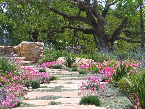 A Charming Mediterranean Flagstone Pathway Flagstone Pathway, Letters Ideas, Silver Carpet, Flagstone Path, Dallas House, Low Water Gardening, Cheap Ideas, Mediterranean Plants, Full Sun Plants