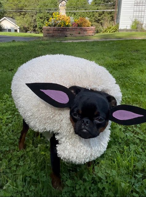 Handmade sheep costume Sheep Costume For Dog, Sheep Dog Costume, Creative Dog Costumes, Homemade Animal Costumes, 7 Halloween Costumes, Cute Dog Outfits, Diy Dog Costume, Dog Ghost Costume, Halloween Costumes For Pets