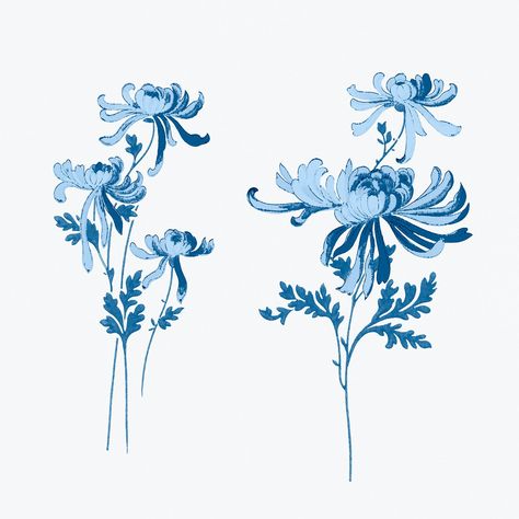 Psd blue chrysanthemums flower vintage illustration | free image by rawpixel.com / katie Chrysanthemums Flower, Blue Chrysanthemum, Flower Paint, Indigo Pattern, Chrysanthemum Tattoo, Visual Library, White Chrysanthemum, Free Illustration Images, Chrysanthemum Flower