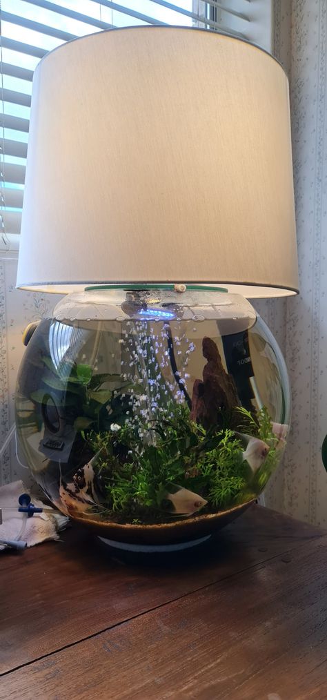 44cm Diameter Glass Bowl ~planted aquarium, home for 6 "blushing" angelfish Aquarium Bowl, Bowl Aquarium, Aquarium Home, Aquarium Aesthetic, Aquarium Lamp, Globe Decor, Vivarium, Angel Fish, Fish Bowl