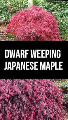 Emperor One Japanese Maple, Chinese Maple Tree, Red Maple Tree Landscaping, Carport Garden, Japanese Maple Tree Landscape, Acer Garden, Weeping Japanese Maple, Maple Tree Landscape, Japanese Maple Varieties