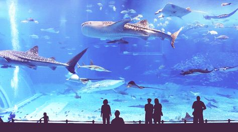 http://25.media.tumblr.com/preview.Rv7rrrWHMATFzkPl_500.gif Churaumi Aquarium, Dubai Aquarium, Carnival Of The Animals, Gallon Of Water, Okinawa Japan, Dubai Mall, Aquariums, Okinawa, Public Relations