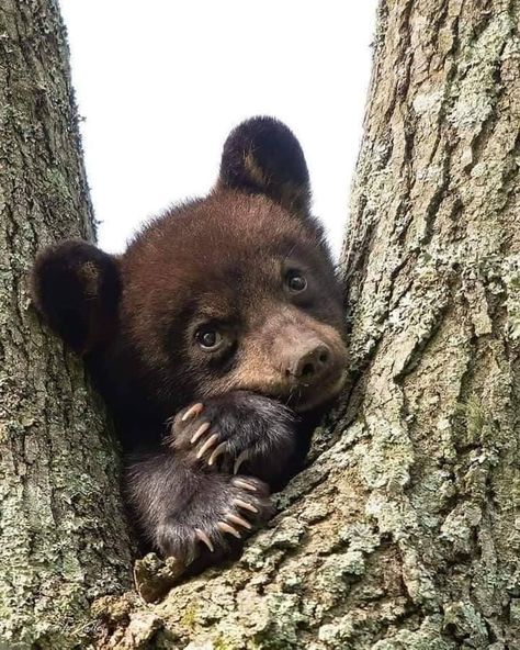 Photo Ours, Black Bear Cub, Black Bears, Bear Pictures, Bear Cub, Bear Cubs, Bear Art, Cute Animal Pictures, Sweet Animals