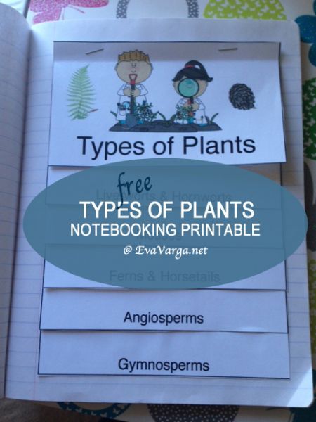 The Plant Kingdom lesson - we learn about the characteristics that further divide plants into divisions (free noteboooking printable provided). Foldable Ideas, Botany Lessons, Ag Science, Plant Lessons, Garden Field, Plant Classification, Stem Club, Plant And Animal Cells, Ag Teacher