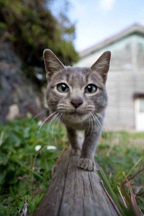 50 Amazing Photos From Cat Heaven Island In Japan Cat Perspective, Cat Heaven, Cat Island, Cat Language, Amazing Animals, Cute Cats And Dogs, Amazing Photos, Animal Planet, Crazy Cat Lady