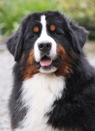 SchAlpenspirits Ocean's Apart (Imp Can) Otto Anahera Bernese Mountain Dogs Burnese Mountain Dog, Taranaki New Zealand, Burmese Mountain Dogs, Bernese Dog, Bernese Mountain Dogs, Dogs Big, Seeking Knowledge, Bernese Mountain Dog Puppy, New Snap