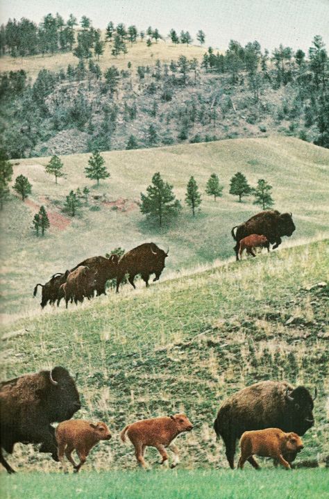 Vintage National Geographic : Photo Custer State Park South Dakota, National Geographic Photography, Custer State Park, National Geographic Magazine, Old West, South Dakota, Dark Fantasy Art, State Park, National Geographic