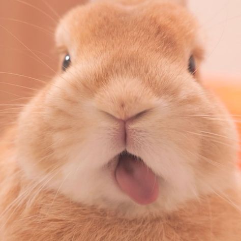 Bunny Profile Pictures, Cute Bunny Pfp, Avatar Cuti, Bunny Pfp, Bunny Aesthetic, Cute Bunny Pictures, Bunny Pictures, Silly Animals, Cute Animal Pictures