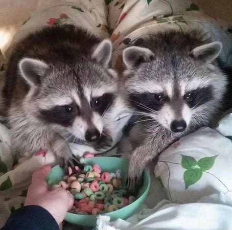 Pet Raccoon, Cute Raccoon, Trash Panda, Cute Animals Images, Silly Animals, Racoon, Animals Images, Tasmania, Cuteness Overload