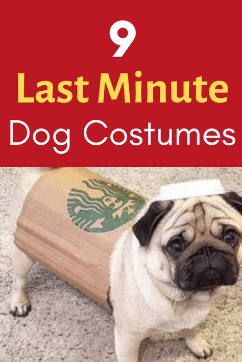 9 Best Last Minute & DIY Dog Halloween Costumes | SO Easy! Easy Pet Costumes, Diy Dog Halloween Costumes, Diy Dog Costumes For Halloween, Dog Costumes Halloween Large, Dog Costumes For Halloween, Diy Pet Costumes, Halloween Dog Costume, Small Dog Costumes, Diy Minions