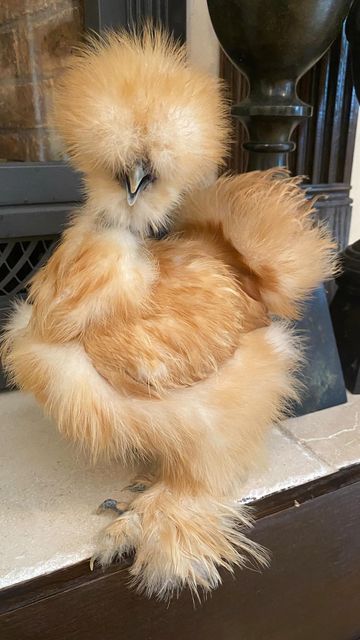 Fuzzy Chickens, Silky Chickens, Silkie Bantam, Chicken Wallpaper, Cute Chicken Coops, Bantam Chickens, Tiny Farm, Silkie Chickens, Chicken Life