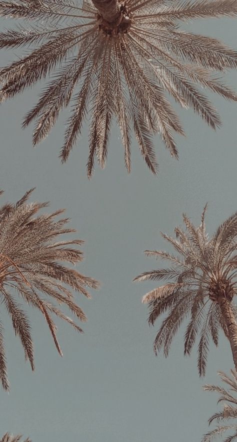 Brown Palm Tree Aesthetic, Film Photography Tips, Collage Drawing, Mood Images, Tree Wallpaper, Art Wallpaper Iphone, Home Decor Gifts, Iphone Background Wallpaper, Aesthetic Images