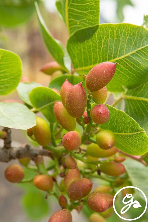 Growing pistachios at home can be challenging. Get the KNOW HOW here to identify the most common pistachio tree issues. Red Push Pistache Tree, Pistachio Nutrition Facts, Pistachio Nuts Benefits, Roasted Pistachios In Shell, Pistachio Plant, Pistachio Tree, Red Insects, Mealy Bugs, Bacterial Diseases