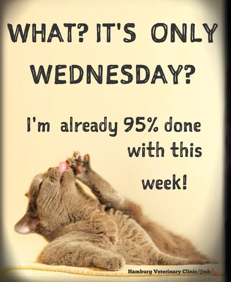 Wednesday Humor - Happy Hump Day! 🐪 Mid week: Halfway there! Animal Cute: What? It's only Wednesday? I'm already 95% done with this week! Hang in there! Mid Week Quotes, Happy Hump Day Quotes, Good Morning Happy Hump Day, Hump Day Quotes, Wednesday Memes, Wednesday Hump Day, Wednesday Greetings, Hump Day Humor, Wednesday Humor