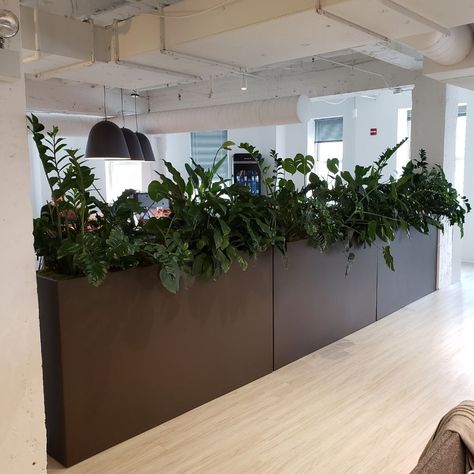 According to research by the University of Exeter, employee productivity jumps 15% when previously "lean" work environments are filled with just a handful of houseplants. Adding just one plant per square meter even improves memory retention and helped employees score higher on basic tests. Plants In The Office, Indoor Planter Box, Commercial Planters, Desk Plants, Custom Planters, Office Lobby, Pots And Planters, No Strings Attached, Modern Planters